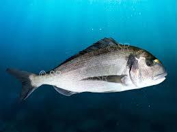 poissons